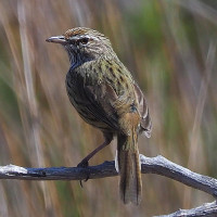 Western Fieldwren